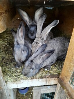 Zajace - belgický obor - 2