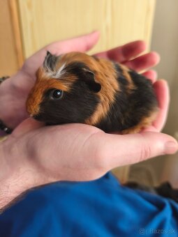 Morské prasiatka - 2