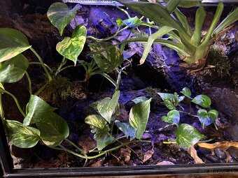 Bioaktívne terárium - 2