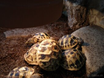 korytnačka zelenkastá - 2