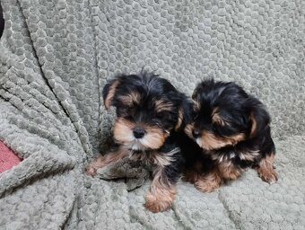 Yorkshire terrier, yorkshirsky terier, york - 2