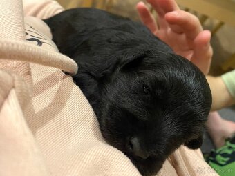 Bradač malý čierny s rodokmeňom - 2