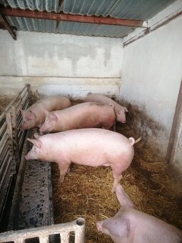 Predam ošípané - 2