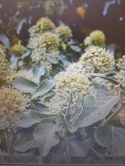 Predam berectan popinavy - 2