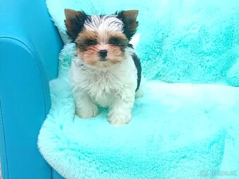Biewer Yorkshire terrier - 2