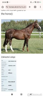 Pripúšťanie žrebcom teplokrvnik - 2