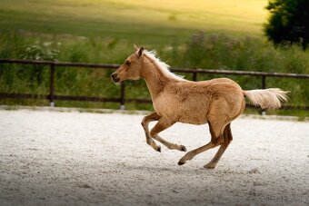 Palomino klisna American Quarter Horse, LTE rodiče i sestra - 2
