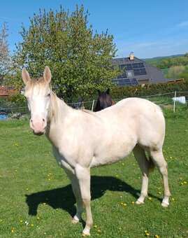 Quarter horse klisna 1rok - 2