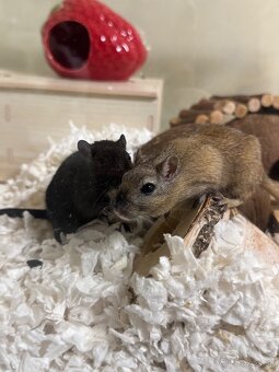 Pieskomily- darujem - 2