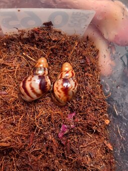 Slimák africký - 2