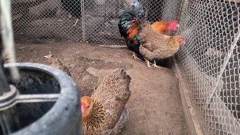 Zdrobnená wyandotka jarabičia - 2