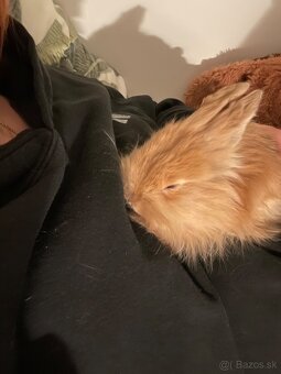 Zakrslý králik - 2