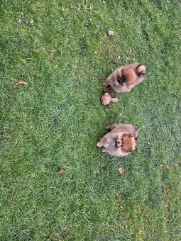 Predám šteniatka oranžového špica - 2