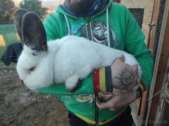 Kalifornský samec - 2