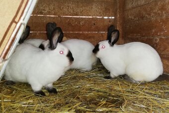 Predám Kalifornské králiky - 2