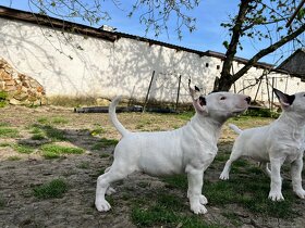 Bullterrier - 2