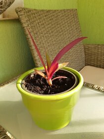 Tradescantia spathacea - Moses in the cradle - 2