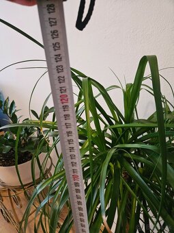 Krásna veľká slonia noha. - 2