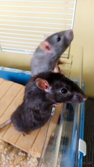 Dumbo potkaníky - 2