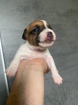 Jack Russel šteniatka - 2