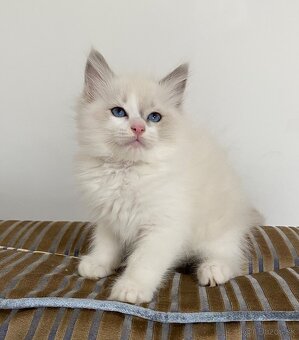 Ragdoll mačička - 2