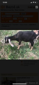 Anglonubíjska koza a capko - 2