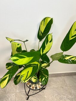 Ctenanthe pilosa - 2