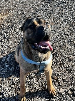 Cane corso na krytie - 2