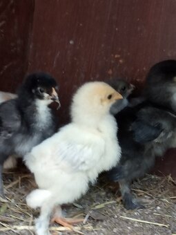 Kuriatka brahmanky - 2