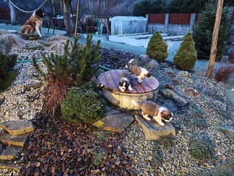 Predam steniatka Moskovskeho Strazneho Psa - 2