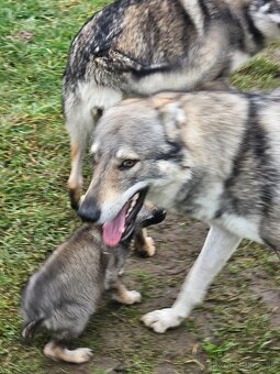 Československý vlčiak - 2