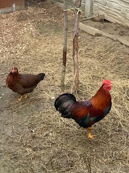 Velsumka zdrobnela - 2