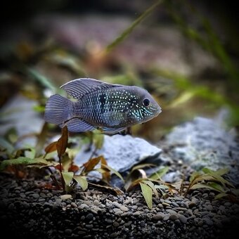 Predám Cichlidy - 2