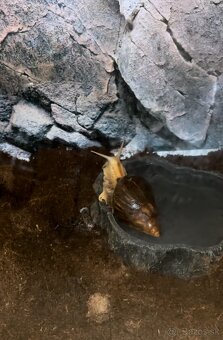 Predám Slimáka afrického Druh Lisachatina skvrnitá - 2