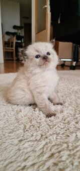 Kocúrik ragdoll - 2