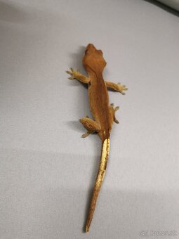 Pagekon riasnaty - 2