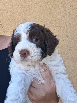 Lagotto romagnolo s PP (italský vodní pes) - 2