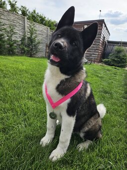 Americká akita - 2