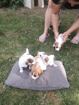 Jack russel terier - 2