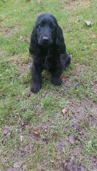 Kokerspaniel - 2