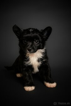 Čínsky chocholatý pes -labutienka (osrstena varieta) - 2