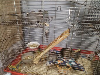 Predám 4 osmákov degu - 2