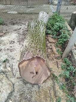 Kmeň stromu Orech cena ZNÍŽENÁ CENA - 2