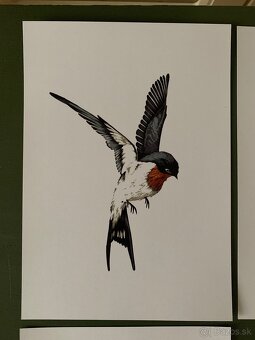 Obrázky lastovičiek, korytnačka - 2