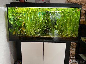 Akvárium 200l + skrinka - 2