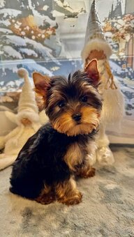 Mini Yorkshirsky Terier  - 2