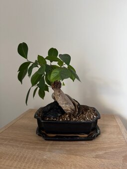 Bonsai v keramike ficus a čaj fuki - 2