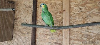Amazonan Venezuelský - 2