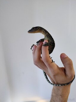 Varanus indicus 0.1 - 2