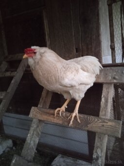 Araucana - 2